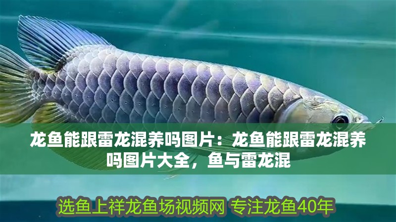 龍魚能跟雷龍混養嗎圖片：龍魚能跟雷龍混養嗎圖片大全，魚與雷龍混