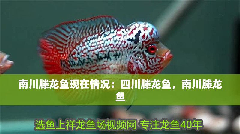 南川滕龍魚現在情況：四川滕龍魚，南川滕龍魚