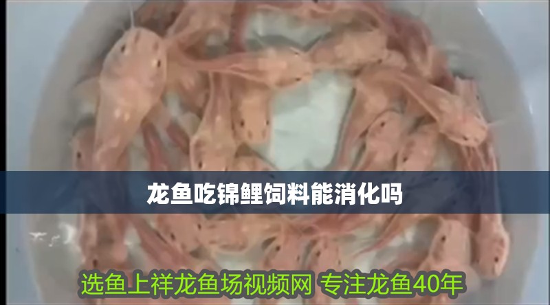 龍魚吃錦鯉飼料能消化嗎