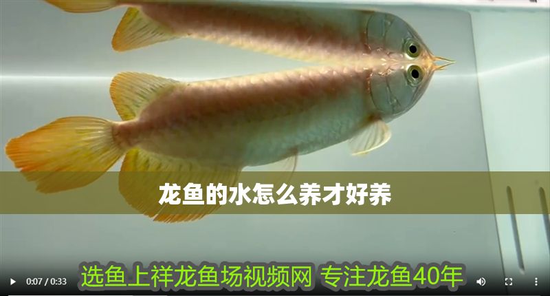 龍魚的水怎么養(yǎng)才好養(yǎng)