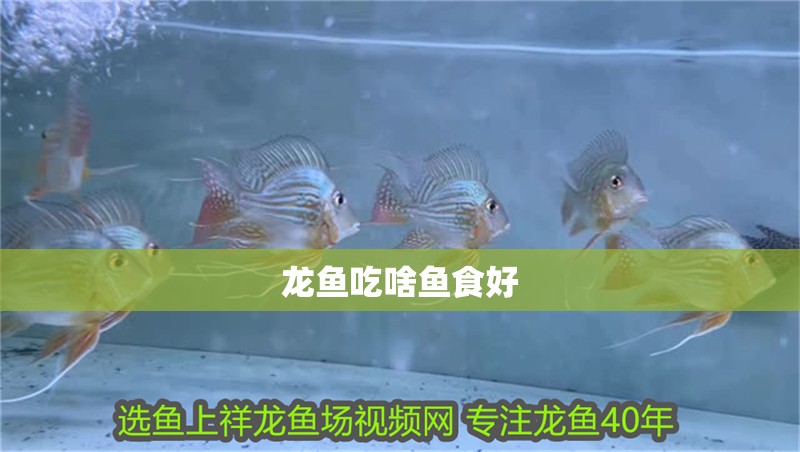 龍魚吃啥魚食好