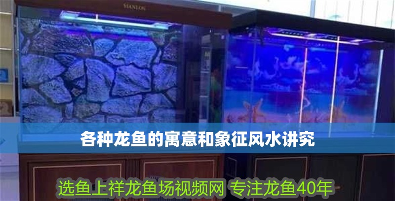 各種龍魚的寓意和象征風水講究
