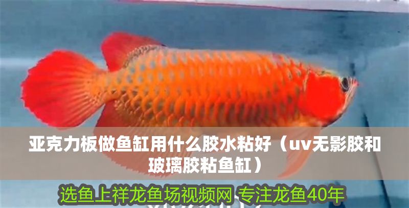 亞克力板做魚缸用什么膠水粘好（uv無影膠和玻璃膠粘魚缸）