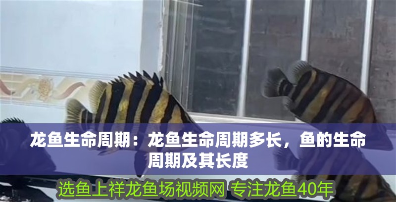 龍魚生命周期：龍魚生命周期多長，魚的生命周期及其長度