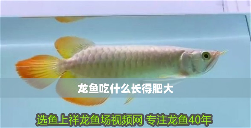 龍魚吃什么長得肥大