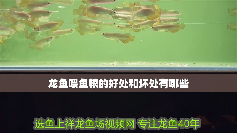 龍魚喂魚糧的好處和壞處有哪些