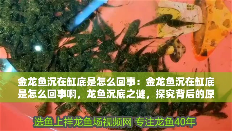 金龍魚沉在缸底是怎么回事：金龍魚沉在缸底是怎么回事啊，龍魚沉底之謎，探究背后的原因