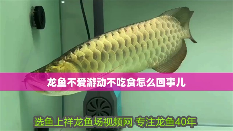 龍魚不愛游動不吃食怎么回事兒