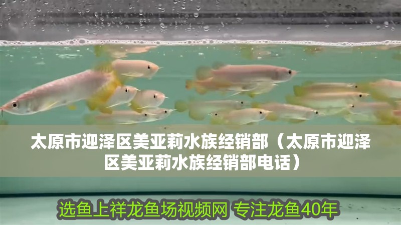太原市迎澤區美亞莉水族經銷部（太原市迎澤區美亞莉水族經銷部電話）