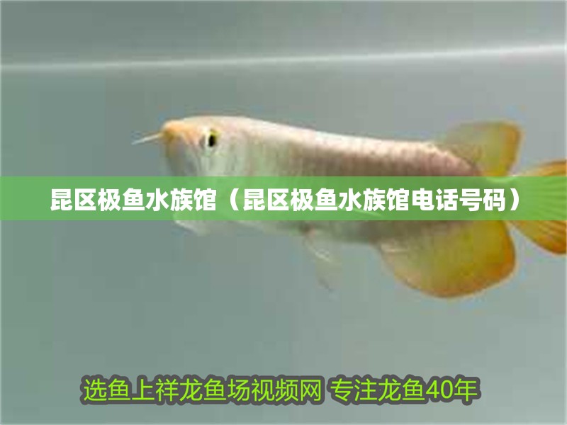 昆區(qū)極魚水族館（昆區(qū)極魚水族館電話號碼）