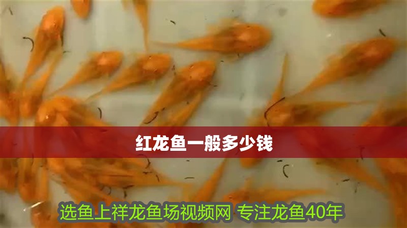 紅龍魚一般多少錢 紅龍魚一般多少錢 龍魚百科 第2張
