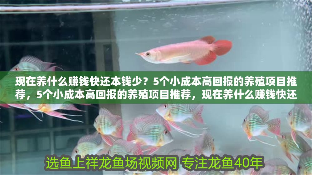 現(xiàn)在養(yǎng)什么賺錢快還本錢少?5個(gè)小成本高回報(bào)的養(yǎng)殖項(xiàng)目推薦,5個(gè)小成本高回報(bào)的養(yǎng)殖項(xiàng)目推薦,現(xiàn)在養(yǎng)什么賺錢快還本錢少? 龍魚百科 第1張 現(xiàn)在養(yǎng)什么賺錢快還本錢少?5個(gè)小成本高回報(bào)的養(yǎng)殖項(xiàng)目推薦,5個(gè)小成本高回報(bào)的養(yǎng)殖項(xiàng)目推薦,現(xiàn)在養(yǎng)什么賺錢快還本錢少? 現(xiàn)在養(yǎng)什么賺錢快還本錢少?5個(gè)小成本高回報(bào)的養(yǎng)殖項(xiàng)目推薦,5個(gè)小成本高回報(bào)的養(yǎng)殖項(xiàng)目推薦,現(xiàn)在養(yǎng)什么賺錢快還本錢少? 龍魚百科 第1張