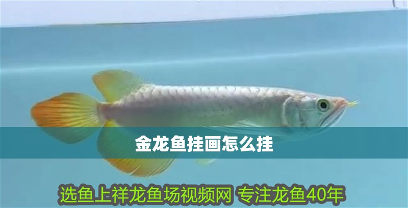金龍魚掛畫怎么掛