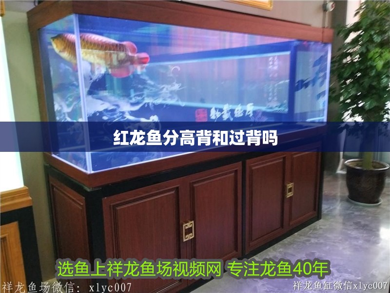 紅龍魚分高背和過背嗎