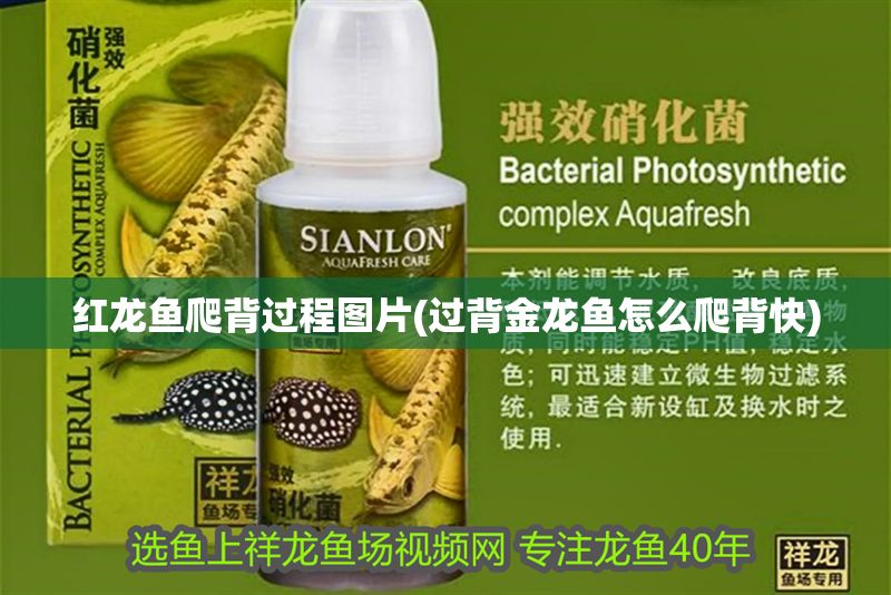 紅龍魚爬背過(guò)程圖片(過(guò)背金龍魚怎么爬背快)