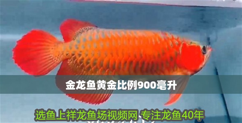 金龍魚黃金比例900毫升