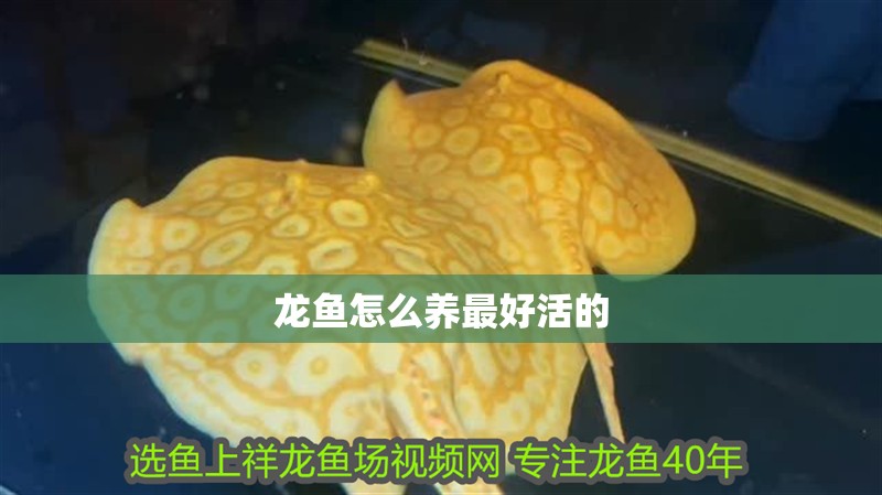龍魚怎么養(yǎng)最好活的