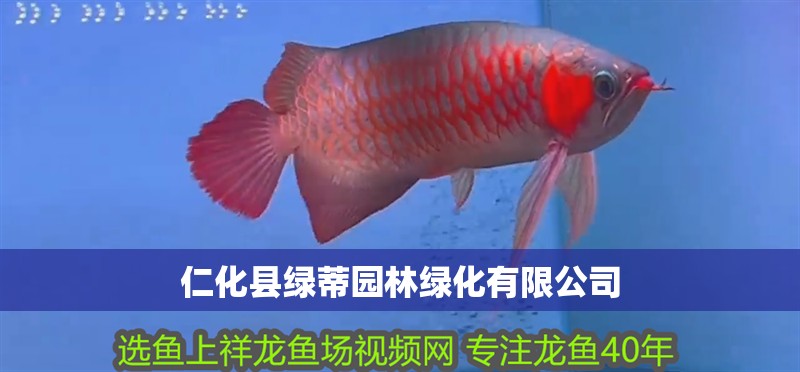 魚缸過濾器選購指南:自制魚缸過濾器魚缸上置過濾器對于養魚愛好者的必備知識 仁化縣綠蒂園林綠化有限公司 全國水族館企業名錄 仁化縣綠蒂園林綠化有限公司 仁化縣綠蒂園林綠化有限公司 全國水族館企業名錄