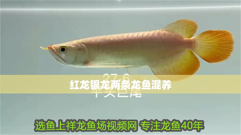紅龍銀龍兩條龍魚混養