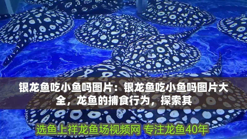 銀龍魚吃小魚嗎圖片：銀龍魚吃小魚嗎圖片大全，龍魚的捕食行為，探索其