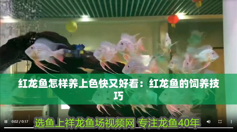 紅龍魚(yú)怎樣養(yǎng)上色快又好看：紅龍魚(yú)的飼養(yǎng)技巧