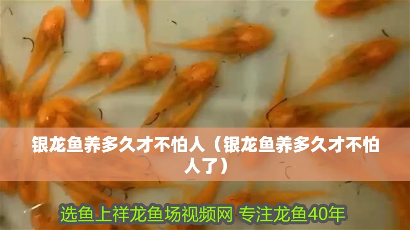 銀龍魚養(yǎng)多久才不怕人（銀龍魚養(yǎng)多久才不怕人了）