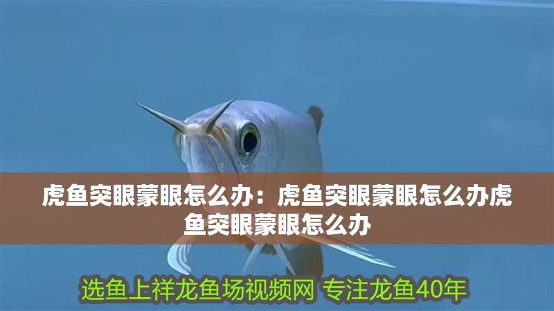 虎魚突眼蒙眼怎么辦：虎魚突眼蒙眼怎么辦虎魚突眼蒙眼怎么辦