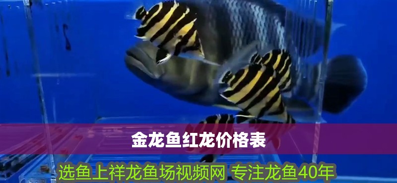 金龍魚紅龍價格表
