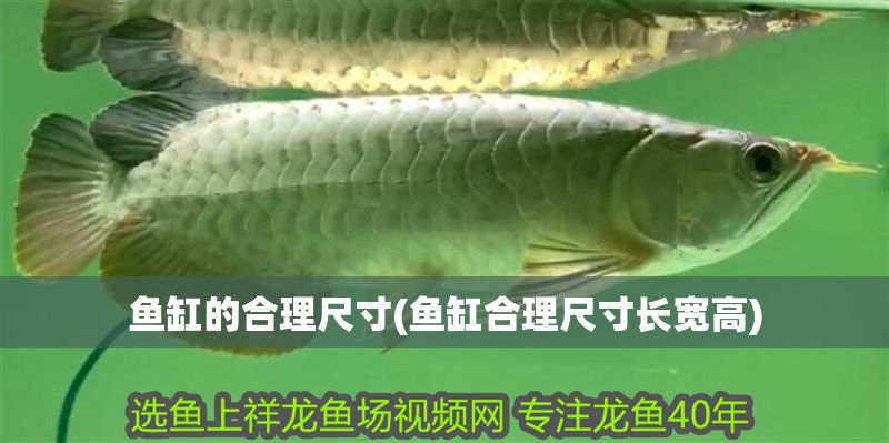 魚缸的合理尺寸(魚缸合理尺寸長寬高)