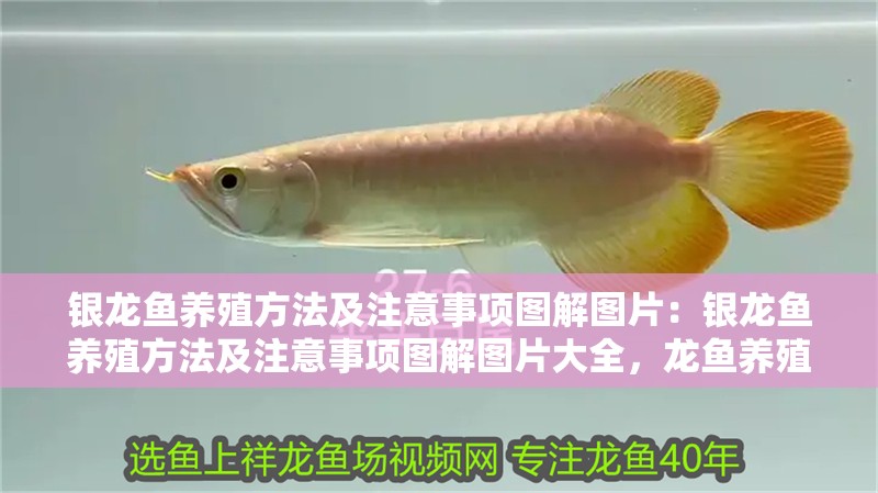銀龍魚養殖方法及注意事項圖解圖片：銀龍魚養殖方法及注意事項圖解圖片大全，龍魚養殖全攻略，圖解方法