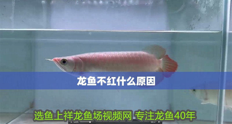 龍魚不紅什么原因