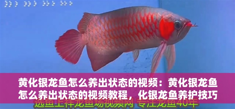 黃化銀龍魚怎么養出狀態的視頻：黃化銀龍魚怎么養出狀態的視頻教程，化銀龍魚養護技巧與視頻教程