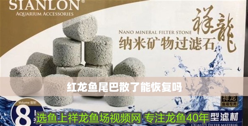 紅龍魚尾巴散了能恢復嗎