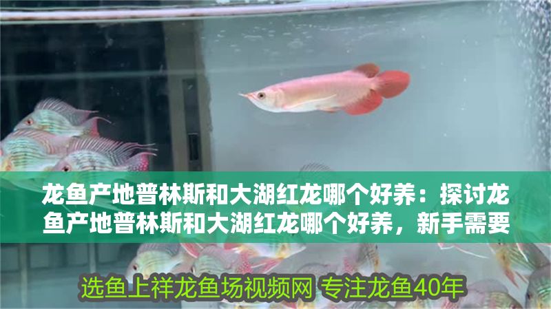 龍魚(yú)產(chǎn)地普林斯和大湖紅龍哪個(gè)好養(yǎng)：探討龍魚(yú)產(chǎn)地普林斯和大湖紅龍哪個(gè)好養(yǎng)，新手需要了解