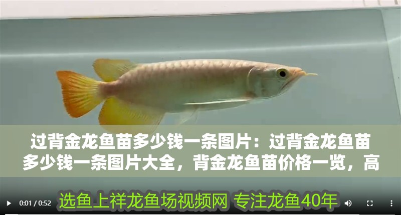 過背金龍魚苗多少錢一條圖片：過背金龍魚苗多少錢一條圖片大全，背金龍魚苗價(jià)格一覽，高清