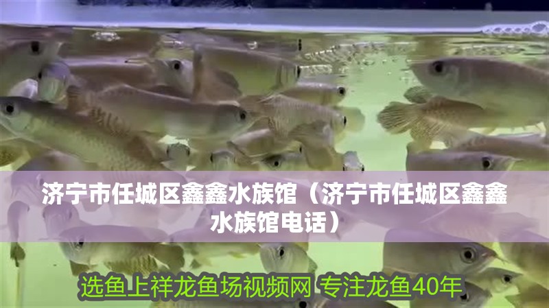 濟寧市任城區鑫鑫水族館（濟寧市任城區鑫鑫水族館電話）