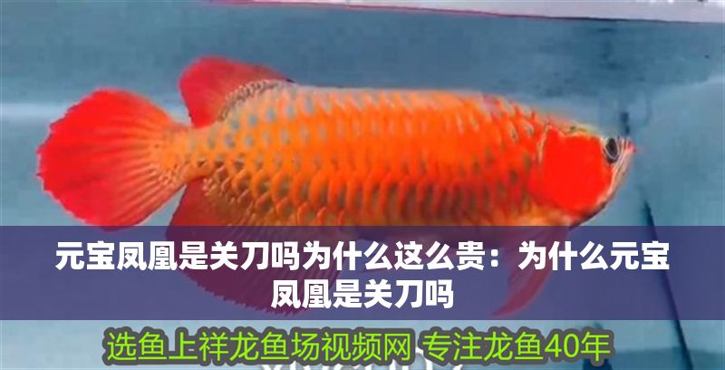 元寶鳳凰是關刀嗎為什么這么貴：為什么元寶鳳凰是關刀嗎