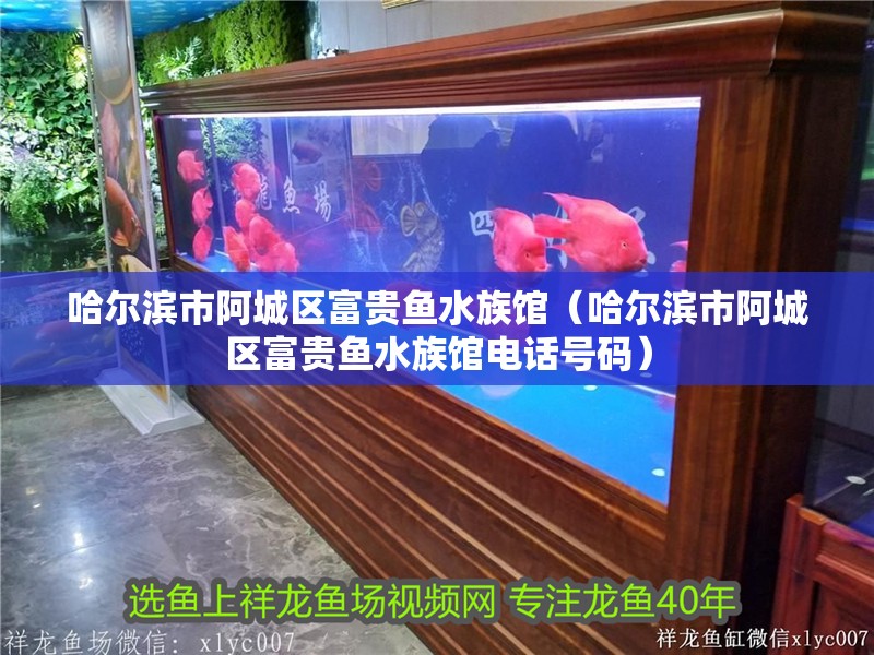 哈爾濱市阿城區(qū)富貴魚水族館（哈爾濱市阿城區(qū)富貴魚水族館電話號(hào)碼）