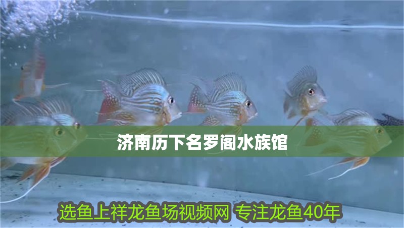 濟南歷下名羅閣水族館