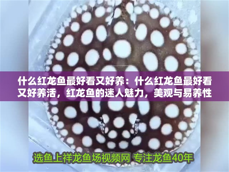 什么紅龍魚最好看又好養：什么紅龍魚最好看又好養活，紅龍魚的迷人魅力，美觀與易養性兼備