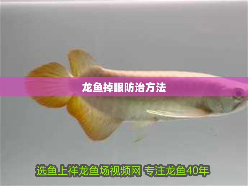 龍魚掉眼防治方法