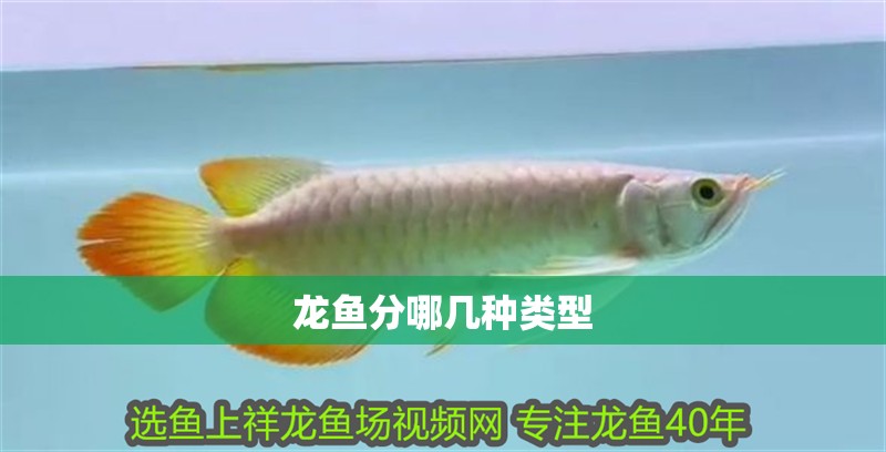 龍魚分哪幾種類型