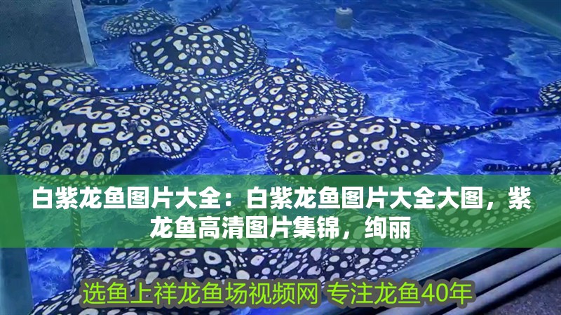 白紫龍魚圖片大全：白紫龍魚圖片大全大圖，紫龍魚高清圖片集錦，絢麗