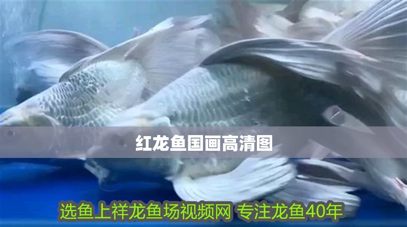 紅龍魚國畫高清圖