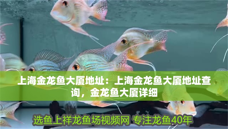 上海金龍魚大廈地址：上海金龍魚大廈地址查詢，金龍魚大廈詳細