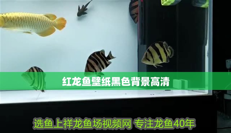 紅龍魚壁紙黑色背景高清