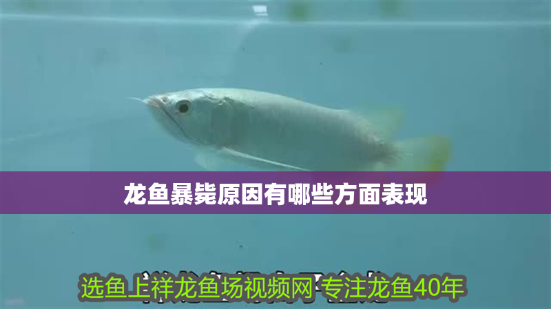 龍魚暴斃原因有哪些方面表現