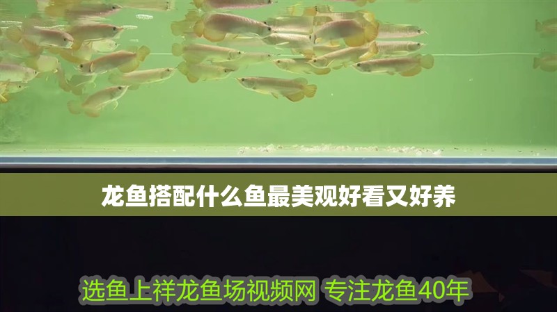龍魚搭配什么魚最美觀好看又好養