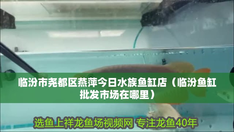 臨汾市堯都區燕萍今日水族魚缸店（臨汾魚缸批發市場在哪里）