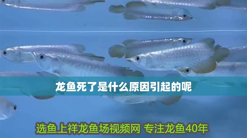 龍魚死了是什么原因引起的呢